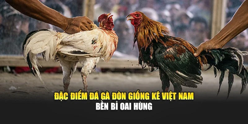 Đặc điểm đá gà đòn giống kê Việt Nam bền bỉ oai hùng