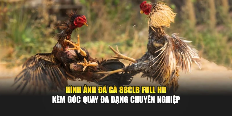 Hình ảnh đá gà 88CLB Full HD kèm góc quay đa dạng chuyên nghiệp