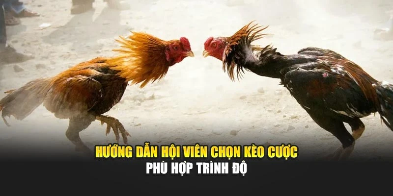 Hướng dẫn hội viên chọn kèo cược phù hợp trình độ