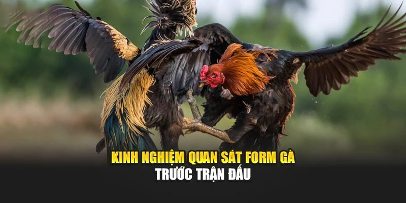 Kinh nghiệm quan sát form gà trước trận đấu