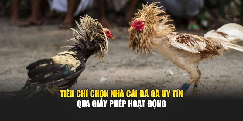 Tiêu chí chọn nhà cái đá gà uy tín qua giấy phép hoạt động